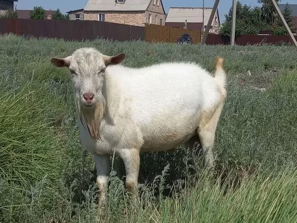 Ziege, Saanen goat