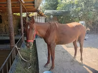Hingst, Thoroughbred horse — foto 4