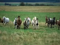암말, Horse breed — 사진 2