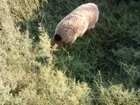 قوچ, Arashan sheep — عکس 1