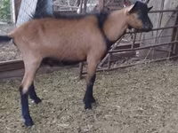 Kambing jantan, Alpine goat — foto 2