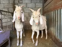 Kambing betina, Goats — foto 1