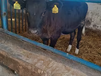 Vacă, Aberdeen-Angus — foto 3