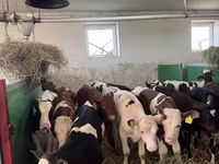 Lembu jantan, Simmental cattle — foto 1