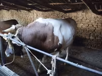 Toro, Simmental cattle — foto 4