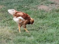 Chickens — 사진 7