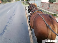 Stute, Hungarian horse breed — Foto 4