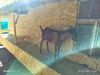 숫염소, Nubian Goat — 사진 4