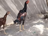 اسب نر, اسب — عکس 1