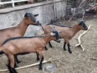 Ziege, Alpine goat — Foto 4
