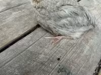 Quails — รูปภาพ 6