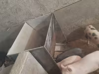 Խոզի կերամաներ բունկեր — ছবি 3