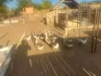 Geese — عکس 2