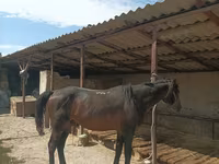 Hengst, Karachay horse — Foto 4