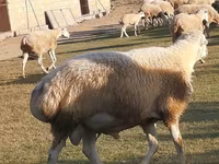 วัวตัวผู้, Russian Black pied cattle — รูปภาพ 2