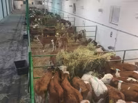 سانڈ, Simmental cattle — تصویر 8