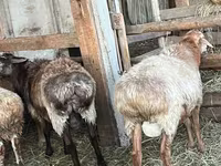 Vædder, Arashan sheep — foto 3