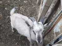 Արու այծ, Alpine goat — լուսանկար 2