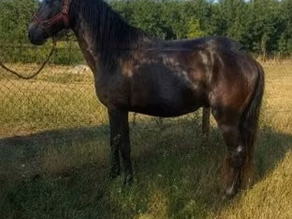 Horse (M), Hungarian horse breed — Hungary