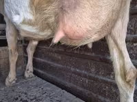 بز ماده, Saanen goat — عکس 5