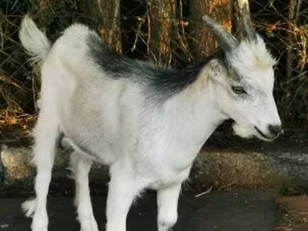 Ziegenbock, Ziegen