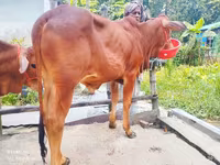 Ng'ombe dume, Ng'ombe — picha 3
