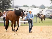 Kůň, Quarter Horse — foto 8