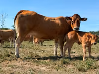 Ko, Partenaise cattle — foto 2