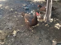 Ducks — φωτογραφία 8