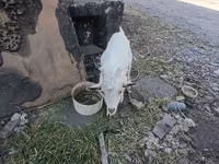 Էգ այծ, Այծեր — լուսանկար 3