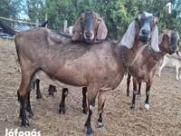 암염소, Nubian Goat — 사진 1