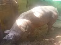 Doofaar dhaddig, Pigs — sawirka 1