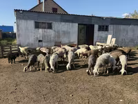 Vædder, Får — foto 2