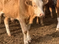 گاو نر, هرفورد — عکس 6