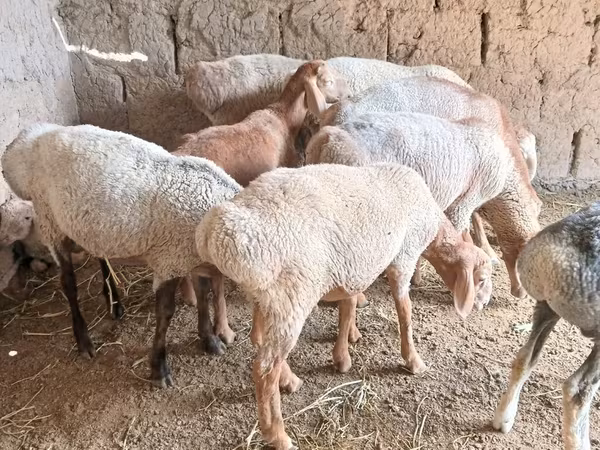Ram, Rhon sheep — Kyrgyzstan