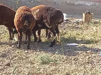 قوچ, گوسفند — عکس 1