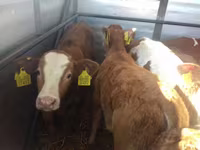 Bik, Simmental cattle — fotografija 3