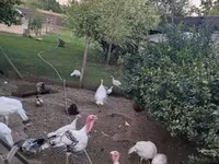 Turkeys — fotografija 2