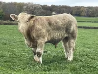 ثور, Charolais cattle — الصورة 3