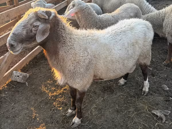 Ram, Sheep — Moldova