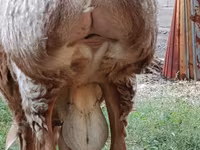 Montone, Arashan sheep — foto 3