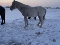 घोड़ा, Kazakh horse — फ़ोटो 2