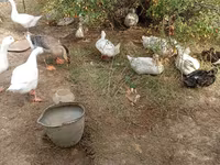 Ducks — zdjęcie 3
