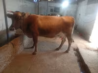 Vacă, Bovine — foto 4