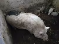 ወንድ አሣማ, Pigs — ፎቶ 3