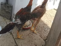 Chickens — عکس 6