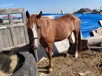 Kuda betina, Horses — foto 3