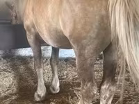Cavallo, Cavalli — foto 1