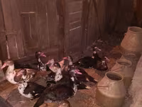 Ducks — عکس 2