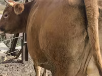 گاو ماده, گاو — عکس 4